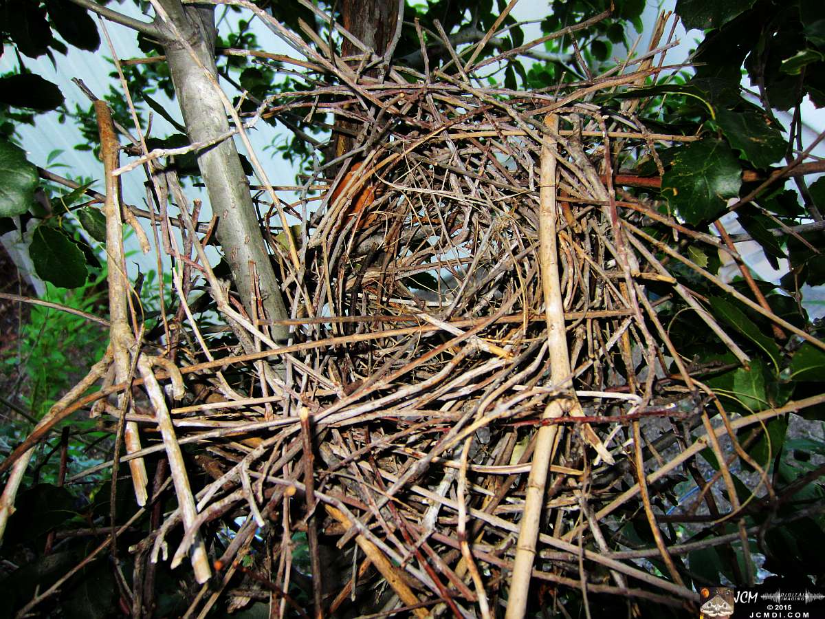 Scrub Jay nest remains slowly falling apart after birds remove inner lining for new nest elsewhere. JCMDI.COM